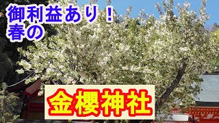 金運最強スポット【金櫻神社】わずか13分で開運します！