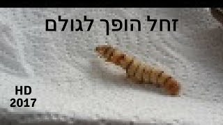 זחל טואי המשי עובד במרץ - silkworm