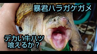 EnglishSUB　後編　いつもよりでかい肉喰えるか？ハラガケガメ！ Part 2 Can Narrow-bridged turtles eat bigger meat than usual?