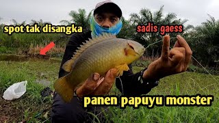 BANYAK PAPUYU BABON LANDED - mancing papuyu di sebangau, alfatih