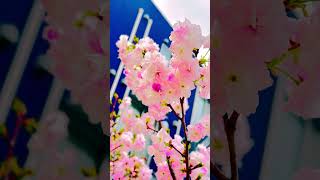 Sakura Travel Vlog: Exploring Cherry Blossom Hotspots #japan #japanvlog #travel #love #japantravel
