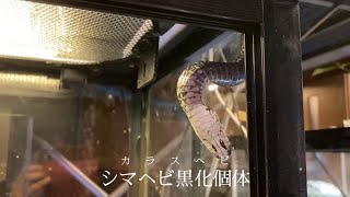 本日の給餌報告 カラスヘビ編