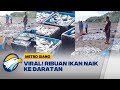 Viral! Fenomena Ribuan Ikan Naik ke Daratan di Pantai Wairhubing Sikka