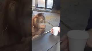 當你看到魔術，卻無法理解發生了什麼😂🐵  |  Funny Monkey #monkey  #FunnyAnimals #MemeAnimals #funny #Shorts #ViralVideo