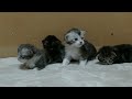 メインクーンの４匹の子猫たち、生後２週間！