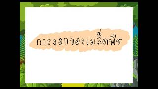 การงอกของเมล็ดพืช วิทยาศาสตร์ ป.2