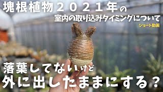 落葉してないけどどうすればいい？？【２０２１年塊根植物室内に入れるタイミング！がわかる】