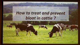 How to Treat and Prevent Bloat in Cattle