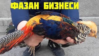 ФАЗАН БАГУУ БИЗНЕСИ🦆//ДАРЫЛЫКА ӨТӨ ПАЙДАЛУУ ЖАНА ДААМДУУ ЭКЕН//ТООК КОРОЗУ АР ТҮРДҮҮ ПАРОДАЛАР