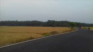 Ready to Harvest Rice Farm at Eyyal Village