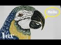 Why parrots can talk like humans