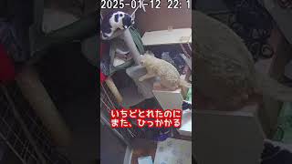 みまもりカメラで見つけた猫の受難 #保護猫 #ねこ #shorts