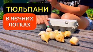 Як зберігати цибулини тюльпанів . Коли і як копати ?