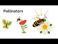 life cycle of flowering plants from seed germination to adult plants lesson for kids