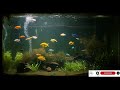 cat tv 8 hour aquarium 🐠 fish video for cats to watch no sound