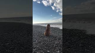 Street Dog Enjoys Ocean Waves | Relaxing Moments by the Sea with Smooth Jazz