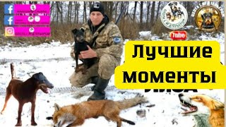 Охота с ягдтерьером, лучшая охота и моменты. Fox Hunt with Jagdterrier #ukraine #собака #хочуврек