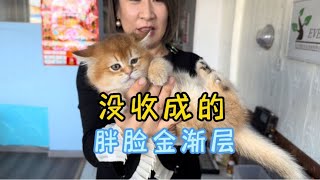 一只大胖脸的金渐层猫，明明颜值很高，为什么没收成？