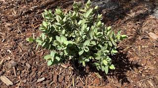 Red edge Hebe - a well behaved architectural plant