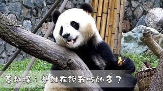 《熊貓早晚安》蔓越煤：是谁在说我吃的多？| iPanda