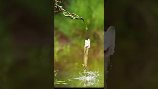 আশ্চর্য সৃষ্টি সুবহানাল্লাহ❤️#মাছ #fishing #viralvideo #tanding #everyone