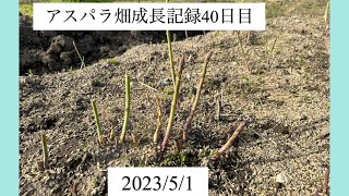 2023/5/1 アスパラ成長記録