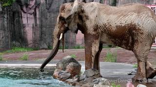 アコちゃんの水浴びと土かぶり、チーキもトムもいるよ！　　アフリカ象　　多摩動物公園