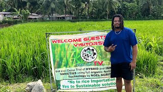 Black rice zero tillage technology demo, kaya lang may istorbo😜✌️🤣