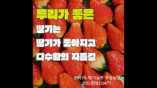 [상위1% 딸기농부 부자농법:그린톡톡[250108] 뿌리가좋은딸기는 딸기가 좋아지고 다수확의 지름길