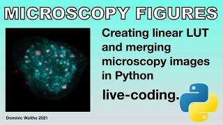 Microscopy Figures - live coding - Python - bioimage analysis