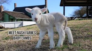 Nash Farm's Baby Lambs 2017