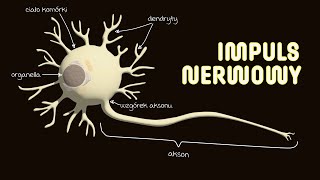 Przewodzenie impulsu nerwowego | Potencjał czynnościowy | Potencjał spoczynkowy | Układ nerwowy