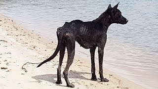 Terk edilmiş Bir Adada Bu Köpeği Buldu, Kurtarmaya Gittiğinde İse Bir Sürpriz Oldu.