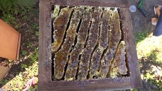 Taking honey from Box Pile Hive, Japanese honeybees