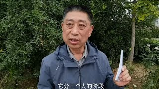 牡丹之声：秘书长为你讲述牡丹的美丽传说 96