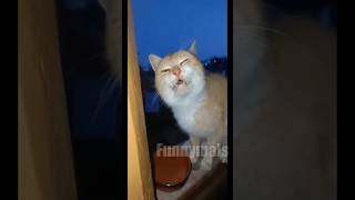 😂funny animal videos that i found for you #2😂#shorts #funnyanimals #funnycats #funnydogs #cutepets