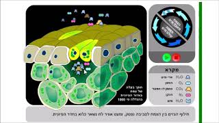 פיוניות   מנגנון פתיחה וסגירה