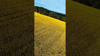 【空旅】 北海道 安平町 菜の花畑  #Hokkaido #drone #canola #rapeblossom