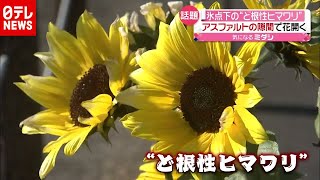 ナゼこんな時期、場所に？ 氷点下に花咲く“ど根性ヒマワリ”（2020年12月15日放送「news every.」より）