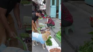 Dog helps owner carry vegetables狗狗幫主人搬運蔬菜