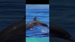 Pictures of Dolphins #Dolphins #Shorts