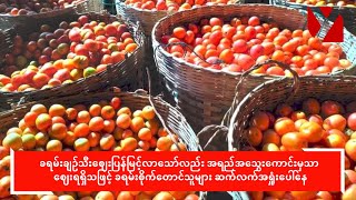 ယခုနှစ်ခရမ်းချဉ်စိုက်တောင်သူများ အရှုံးပေါ်