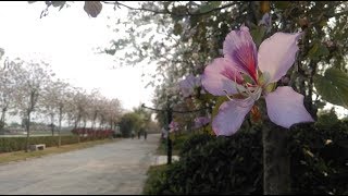 木語 #羊蹄甲屬 Bauhinia (四) —— 落選港花：洋紫荊