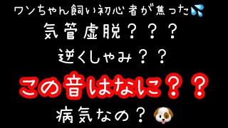 【犬の病気】これはどっち？逆くしゃみ？気管虚脱？🤔【Dog illness】