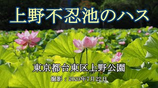 上野不忍池のハス [4K] Lotus at Shinobazu Pond in Ueno