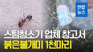 스팀청소기 업체 안산 창고서 붉은불개미 1천마리 발견 / 연합뉴스 (Yonhapnews)