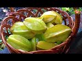 star fruit harvest ఈ plant ఎలా పెంచాలి ఎక్కువ పూత రావడానికి ఎమిచేయాలో చూద్దాం terrace gardening