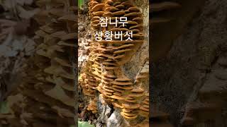 참나무상황버섯. 마른진흙버섯 이라고도 합니다.