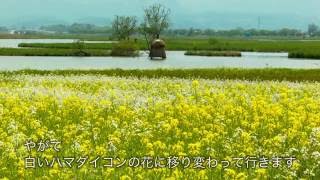 【新潟シティチャンネル】福島潟　春から夏の花めぐり