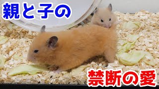 最後の夜にとんでもないことが起こりましたｗｗｗｗｗ